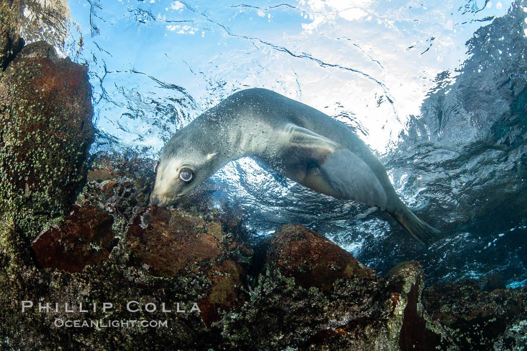 Portrait of a young California sea lion underwater, Coronados Islands, Baja California, Mexico, Zalophus californianus, Coronado Islands (Islas Coronado)