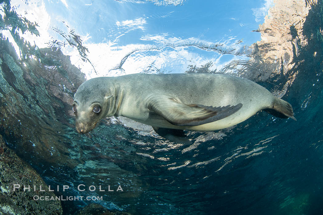 Portrait of a young California sea lion underwater, Coronados Islands, Baja California, Mexico. Coronado Islands (Islas Coronado), Zalophus californianus, natural history stock photograph, photo id 35876