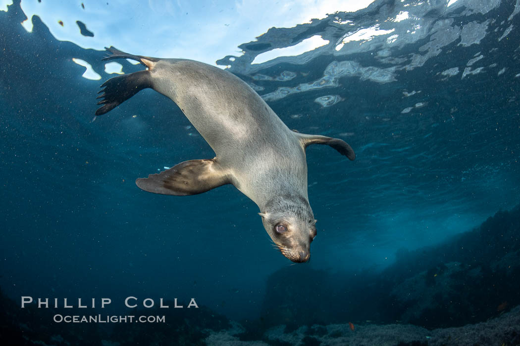 Portrait of a young California sea lion underwater, Coronados Islands, Baja California, Mexico. Coronado Islands (Islas Coronado), Zalophus californianus, natural history stock photograph, photo id 35888