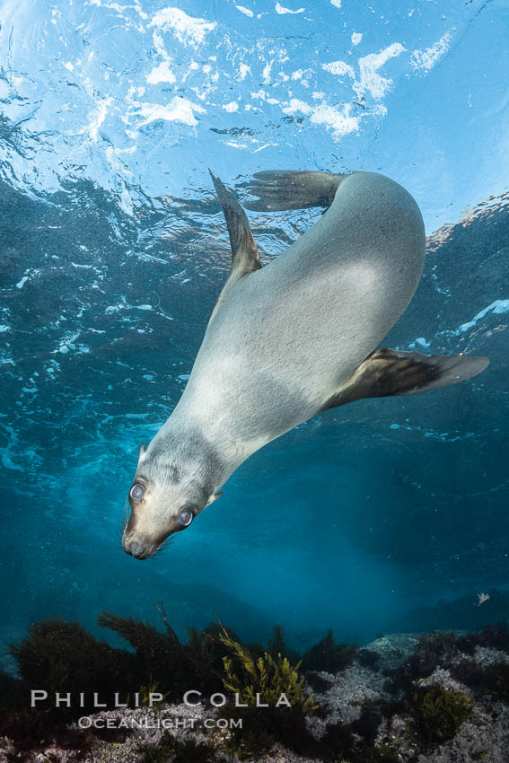 Portrait of a young California sea lion underwater, Coronados Islands, Baja California, Mexico, Zalophus californianus, Coronado Islands (Islas Coronado)