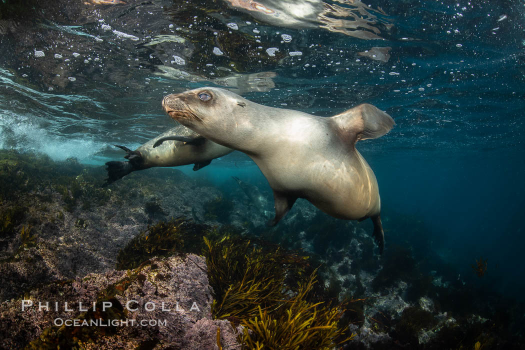 Portrait of a young California sea lion underwater, Coronados Islands, Baja California, Mexico., Zalophus californianus, natural history stock photograph, photo id 35863