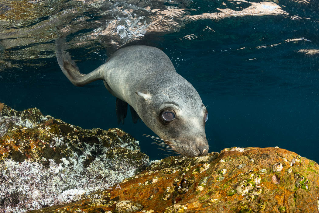 Portrait of a young California sea lion underwater, Coronados Islands, Baja California, Mexico, Zalophus californianus, Coronado Islands (Islas Coronado)