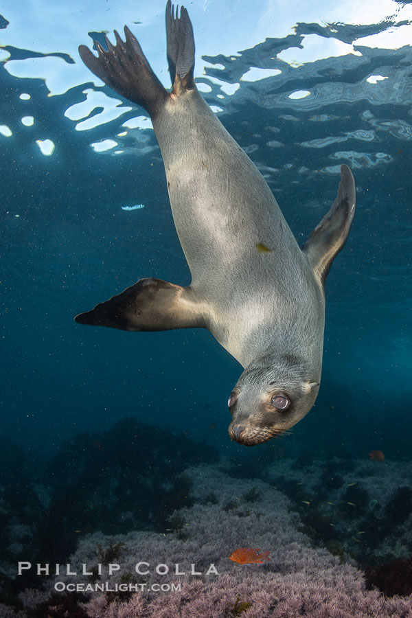 Portrait of a young California sea lion underwater, Coronados Islands, Baja California, Mexico., Zalophus californianus, natural history stock photograph, photo id 35879