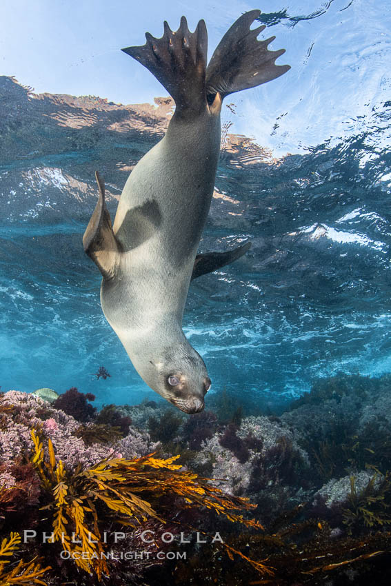 Portrait of a young California sea lion underwater, Coronados Islands, Baja California, Mexico, Zalophus californianus, Coronado Islands (Islas Coronado)