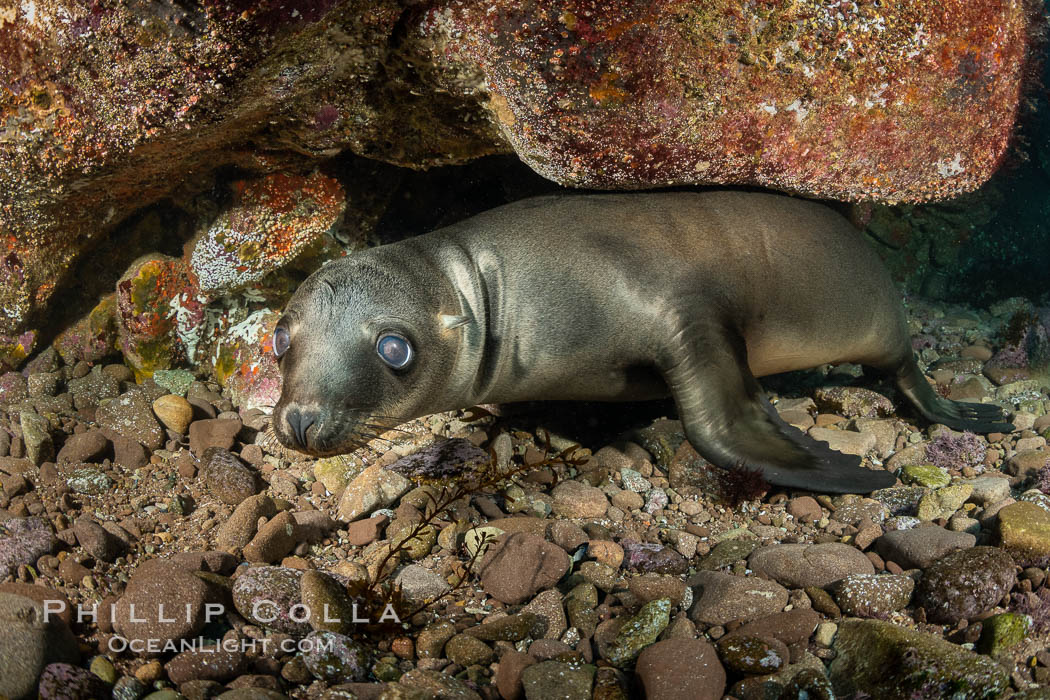 Portrait of a young California sea lion underwater, Coronados Islands, Baja California, Mexico. Coronado Islands (Islas Coronado), Zalophus californianus, natural history stock photograph, photo id 35869