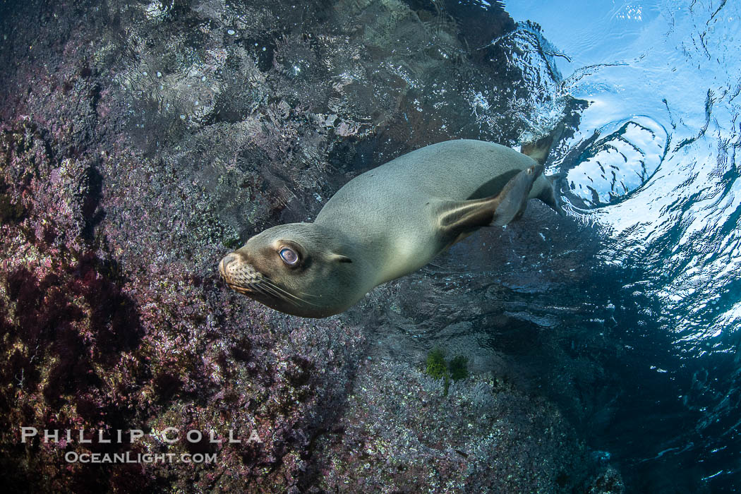 Portrait of a young California sea lion underwater, Coronados Islands, Baja California, Mexico., Zalophus californianus, natural history stock photograph, photo id 35881