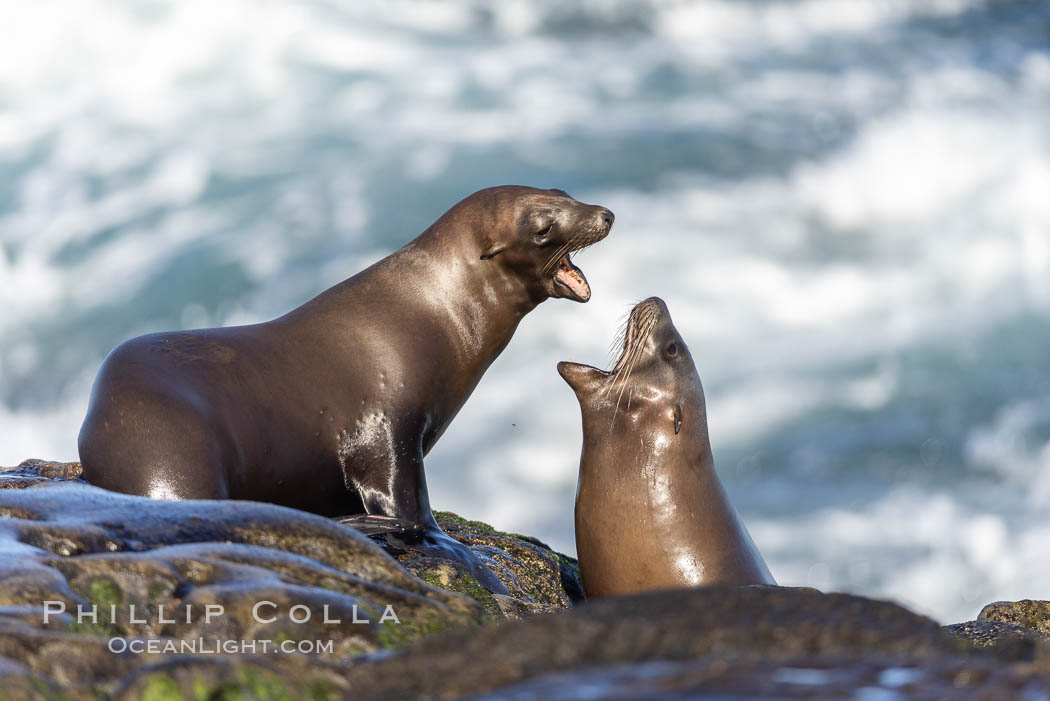 Young California sea lions mock jousting on a reef in La Jolla. USA, Zalophus californianus, natural history stock photograph, photo id 37730