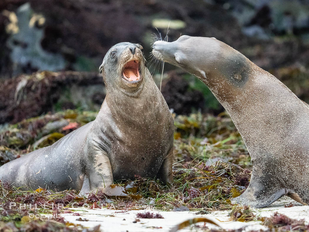 Young California sea lions play at La Jolla Cove, Zalophus californianus., Zalophus californianus, natural history stock photograph, photo id 39524
