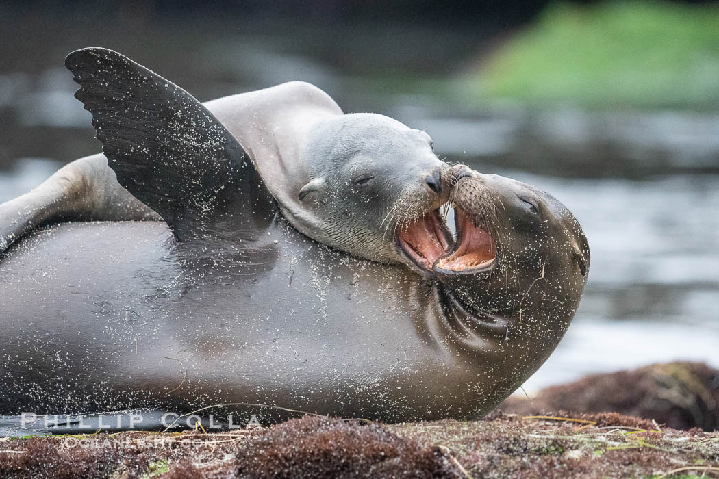 Young California sea lions play at La Jolla Cove, Zalophus californianus. USA, natural history stock photograph, photo id 39527