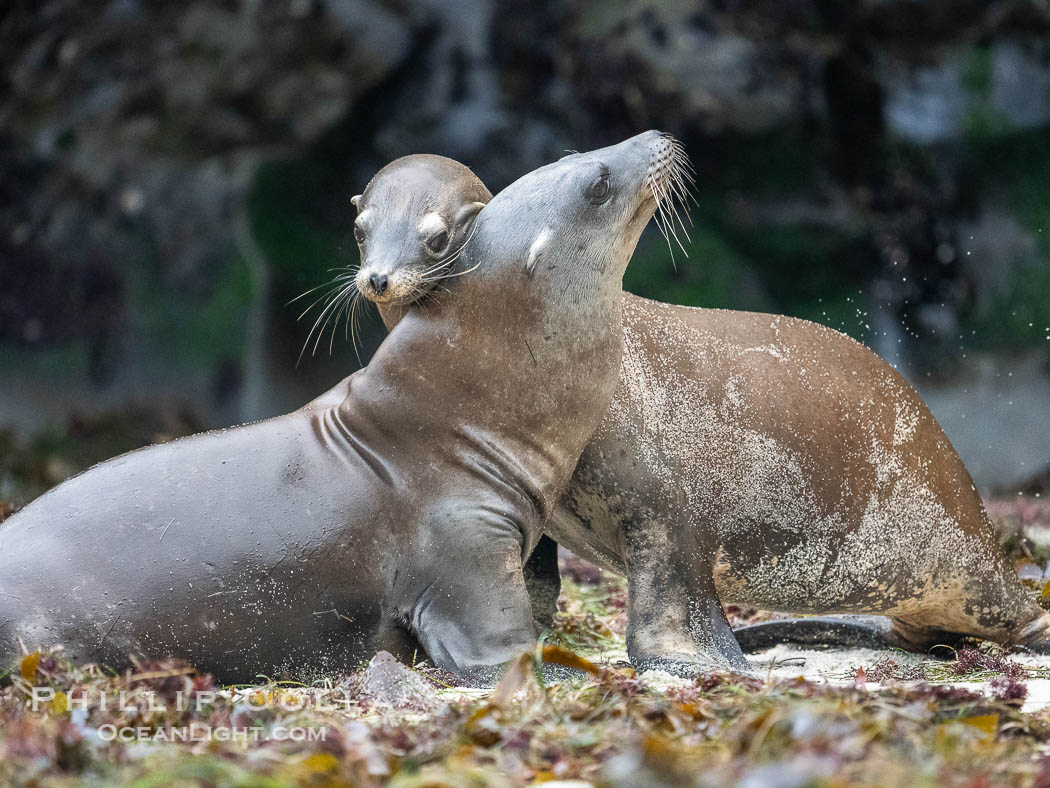 Young California sea lions play at La Jolla Cove, Zalophus californianus., Zalophus californianus, natural history stock photograph, photo id 39529