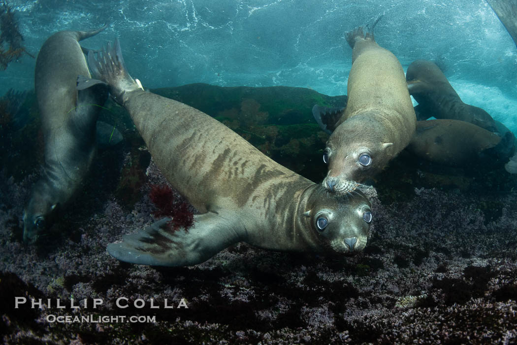 Young California Sea Lions at Play Underwater in the Coronado Islands, Mexico. Pups spend much of their time playing with one another in the water, strengthening their swimming skills and mock jousting., Zalophus californianus, natural history stock photograph, photo id 40682
