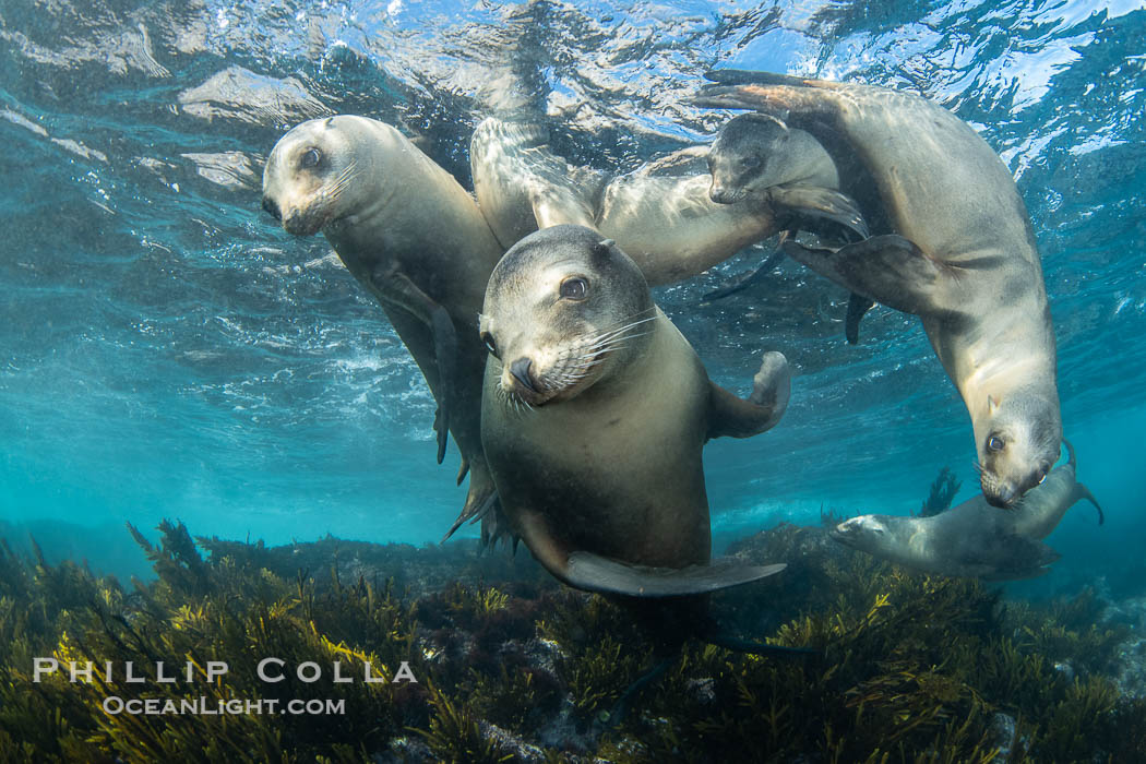 Young California Sea Lions at Play Underwater in the Coronado Islands, Mexico. Pups spend much of their time playing with one another in the water, strengthening their swimming skills and mock jousting, Zalophus californianus, Coronado Islands (Islas Coronado) Young California Sea Lions at Play Underwater in the Coronado Islands, Mexico. Pups spend much of their time playing with one another in the water, strengthening their swimming skills and mock jousting, Zalophus californianus, Coronado Islands (Islas Coronado)
