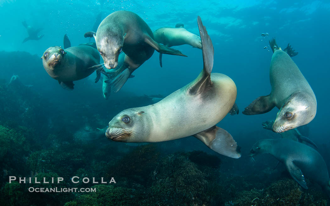 Young California Sea Lions at Play Underwater in the Coronado Islands, Mexico. Pups spend much of their time playing with one another in the water, strengthening their swimming skills and mock jousting, Zalophus californianus, Coronado Islands (Islas Coronado) Young California Sea Lions at Play Underwater in the Coronado Islands, Mexico. Pups spend much of their time playing with one another in the water, strengthening their swimming skills and mock jousting, Zalophus californianus, Coronado Islands (Islas Coronado)