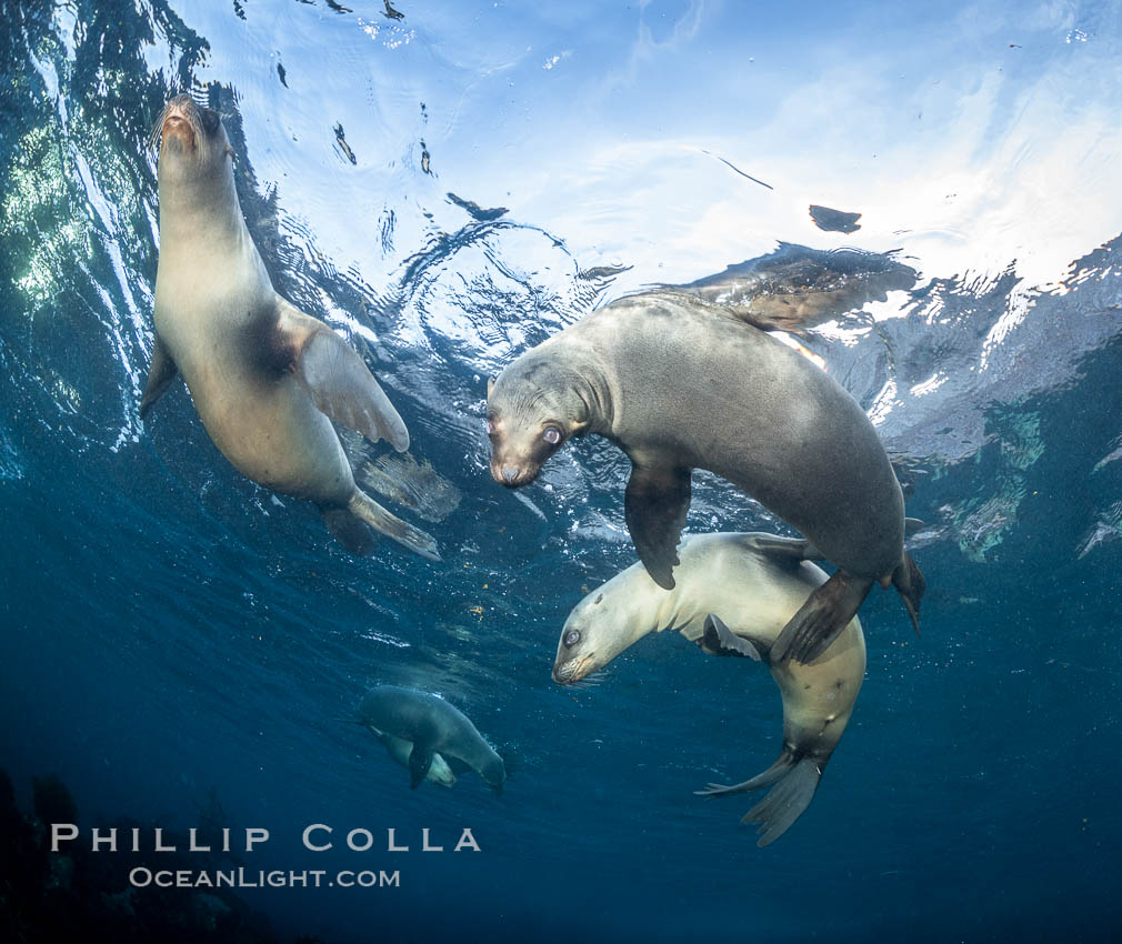 Young California sea lions playing underwater, Coronados Islands, Baja California, Mexico. Coronado Islands (Islas Coronado), Zalophus californianus, natural history stock photograph, photo id 35858