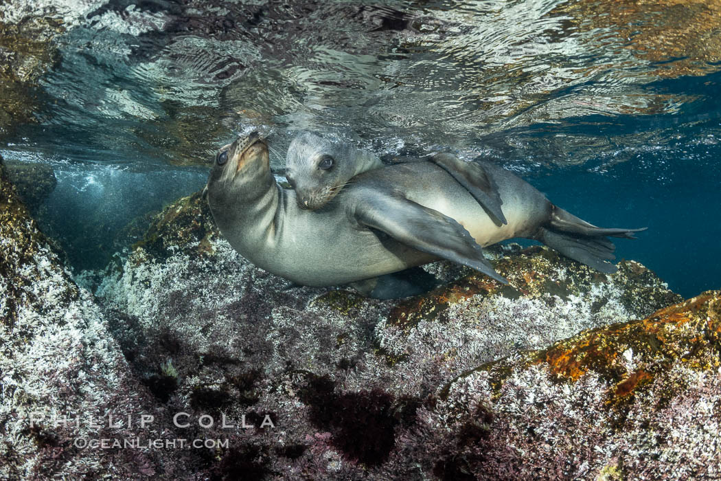 Young California sea lions playing underwater, Coronados Islands, Baja California, Mexico. Coronado Islands (Islas Coronado), Zalophus californianus, natural history stock photograph, photo id 35874