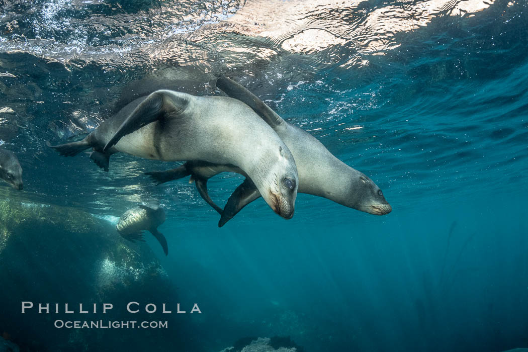 Young California sea lions playing underwater, Coronados Islands, Baja California, Mexico., Zalophus californianus, natural history stock photograph, photo id 35872