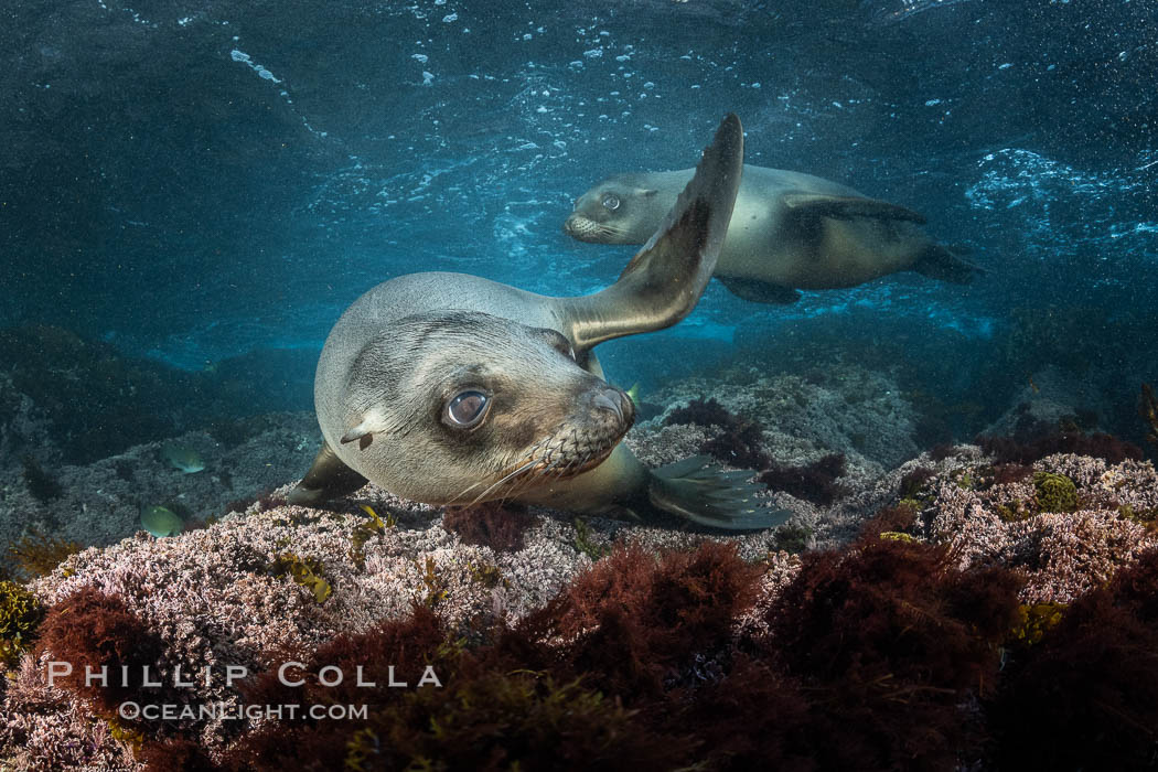 Young California sea lions playing underwater, Coronados Islands, Baja California, Mexico. Coronado Islands (Islas Coronado), Zalophus californianus, natural history stock photograph, photo id 35880