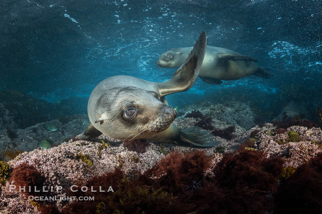 Young California sea lions playing underwater, Coronados Islands, Baja California, Mexico., Zalophus californianus, natural history stock photograph, photo id 35880