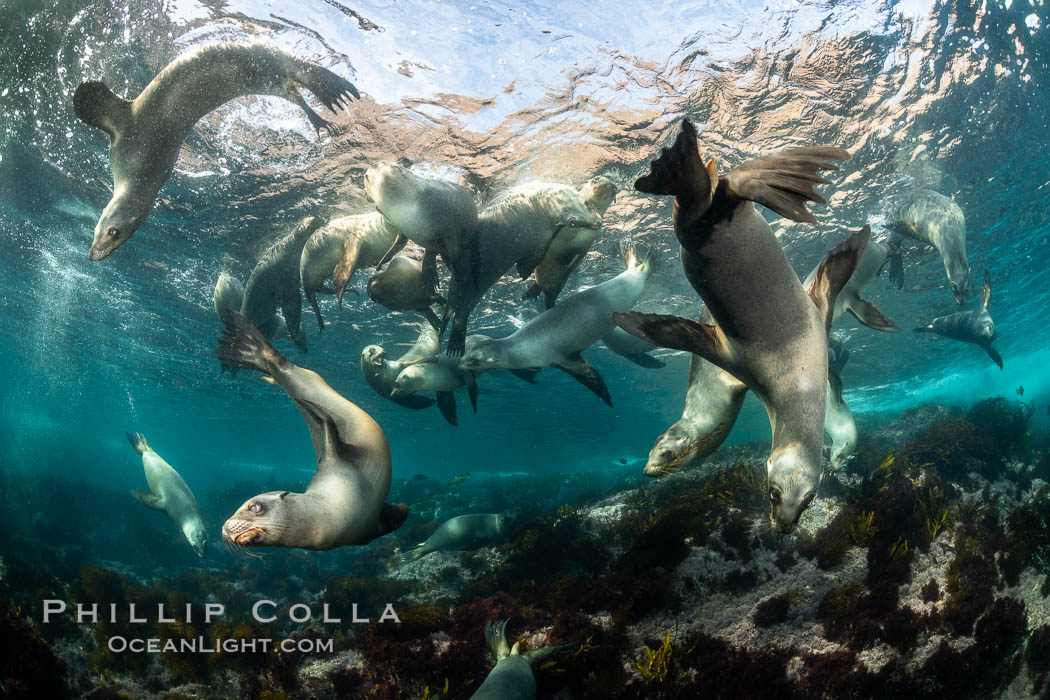 Young California sea lions playing underwater, Coronados Islands, Baja California, Mexico, Zalophus californianus, Coronado Islands (Islas Coronado)