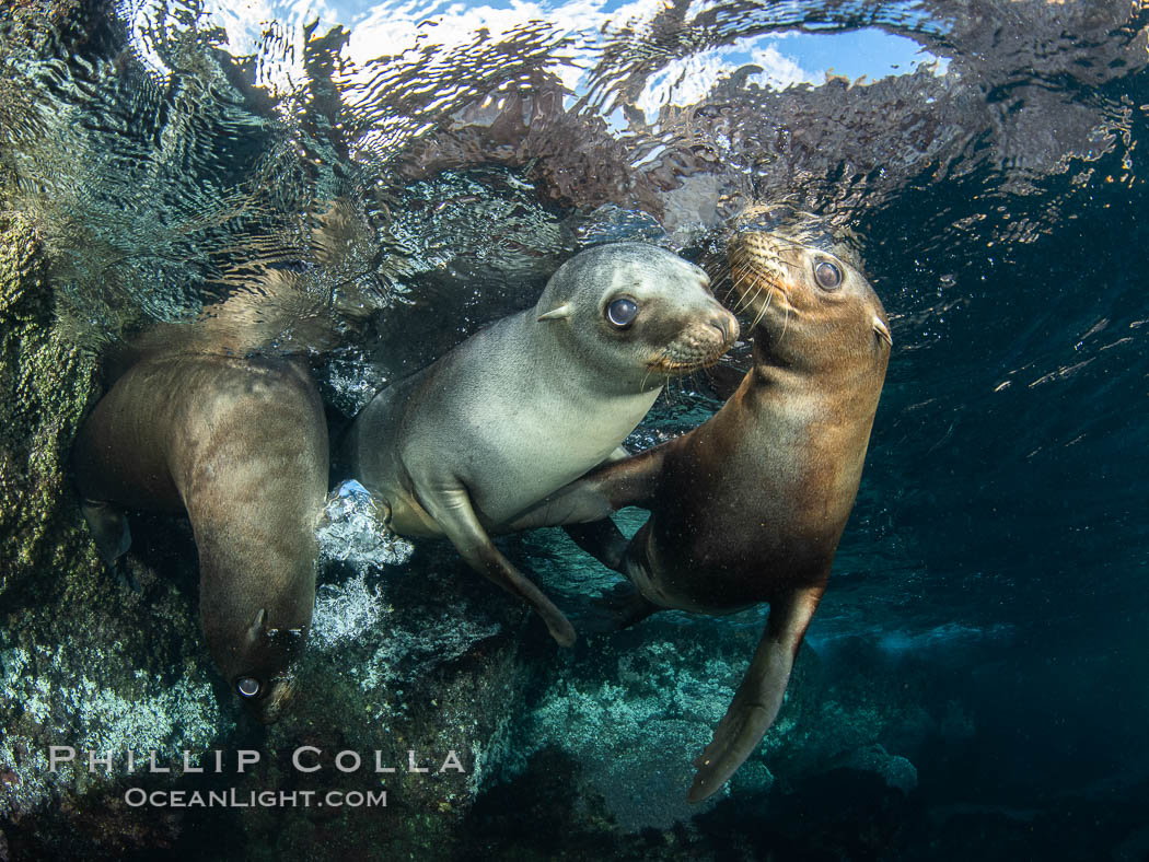 Young California sea lions playing underwater, Coronados Islands, Baja California, Mexico. Coronado Islands (Islas Coronado), Zalophus californianus, natural history stock photograph, photo id 35892