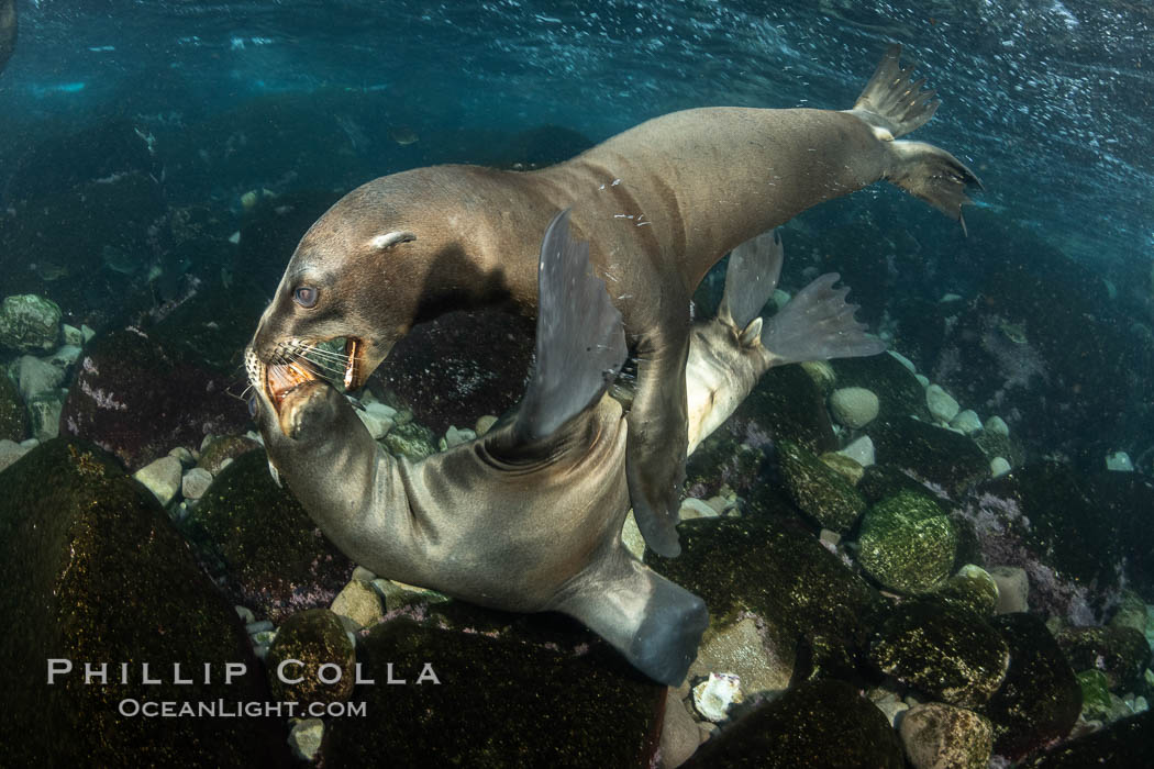 Young California sea lions playing underwater, Coronados Islands, Baja California, Mexico. Coronado Islands (Islas Coronado), Zalophus californianus, natural history stock photograph, photo id 35855