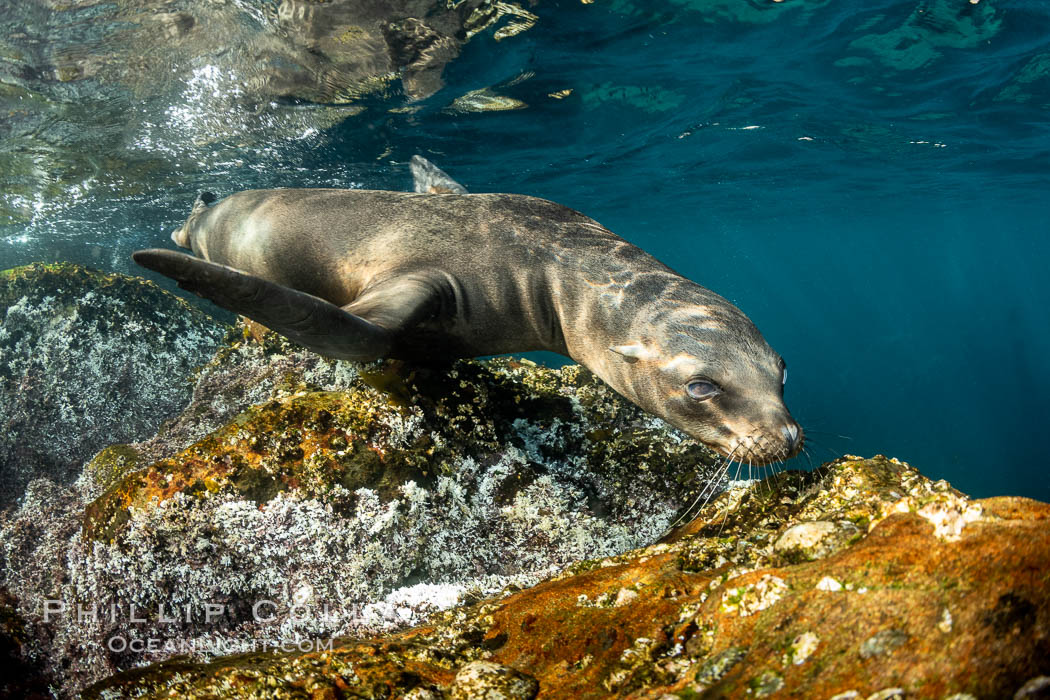 Young California sea lions playing underwater, Coronados Islands, Baja California, Mexico., Zalophus californianus, natural history stock photograph, photo id 35871