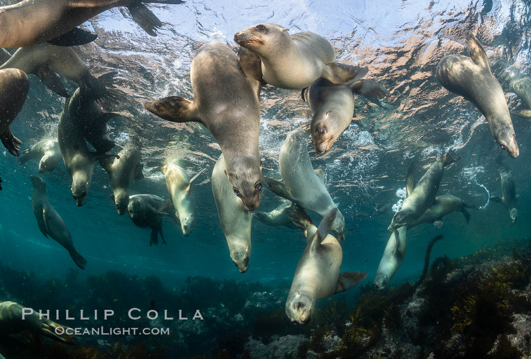 Young California sea lions playing underwater, Coronados Islands, Baja California, Mexico. Coronado Islands (Islas Coronado), Zalophus californianus, natural history stock photograph, photo id 35883
