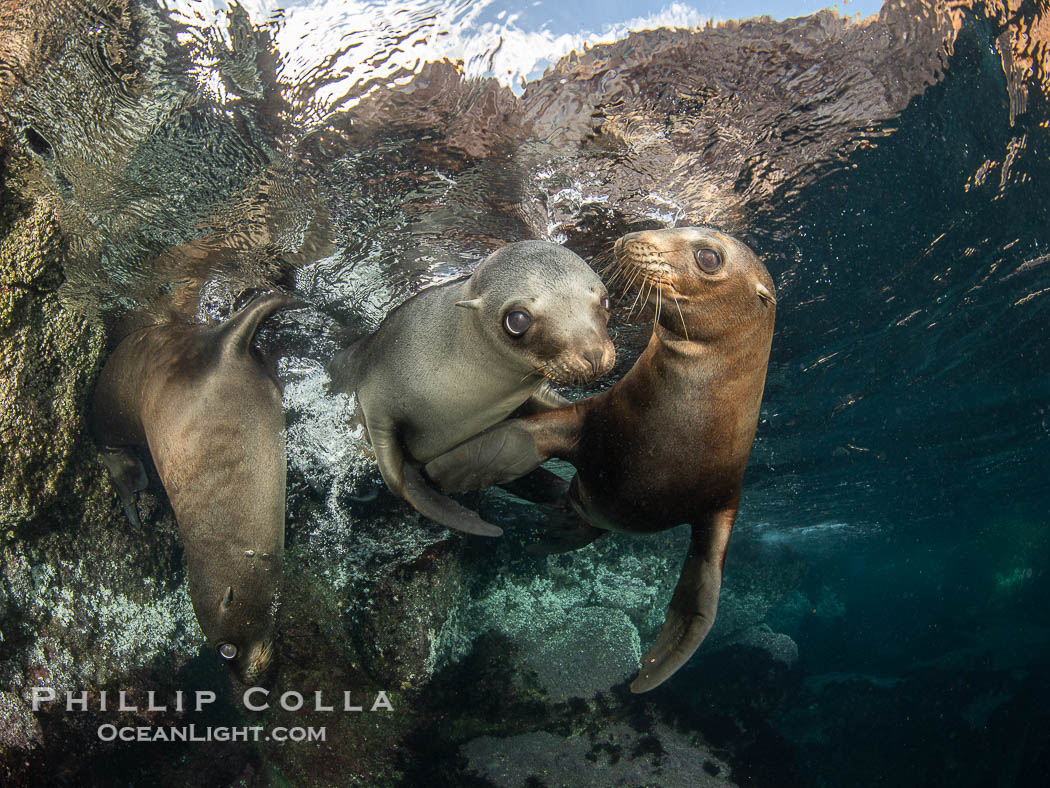 Young California sea lions playing underwater, Coronados Islands, Baja California, Mexico., Zalophus californianus, natural history stock photograph, photo id 35887