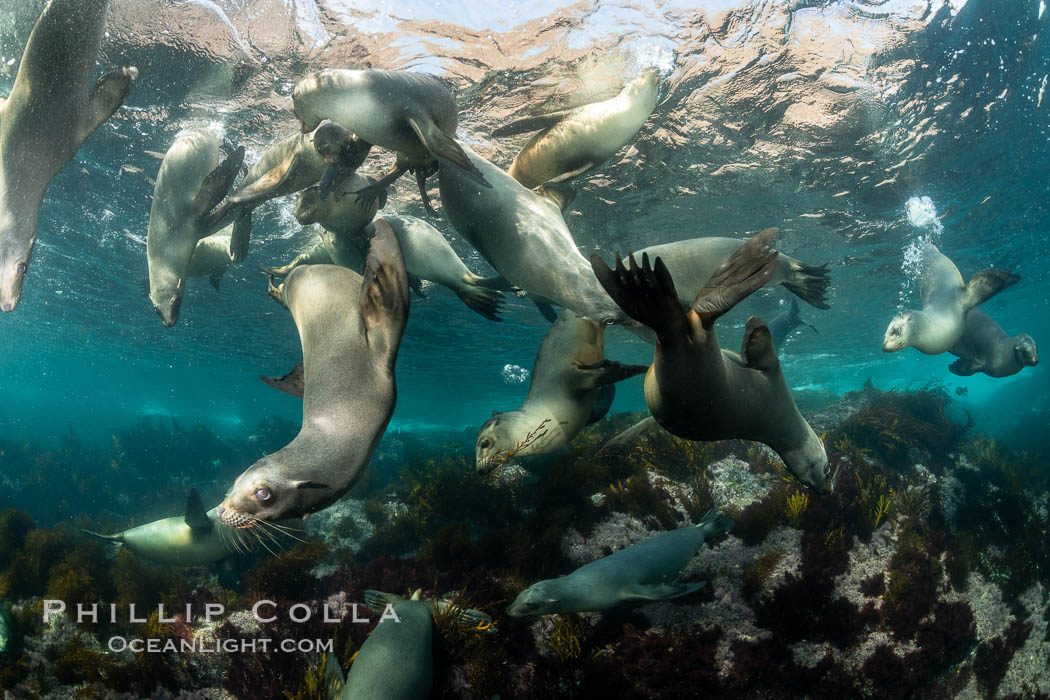 Young California sea lions playing underwater, Coronados Islands, Baja California, Mexico. Coronado Islands (Islas Coronado), Zalophus californianus, natural history stock photograph, photo id 35891