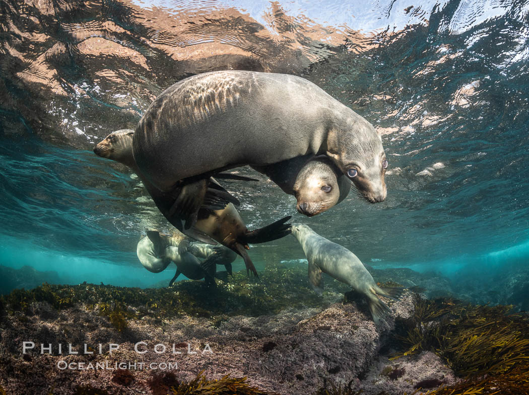 Young California sea lions playing underwater, Coronados Islands, Baja California, Mexico. Coronado Islands (Islas Coronado), Zalophus californianus, natural history stock photograph, photo id 35853