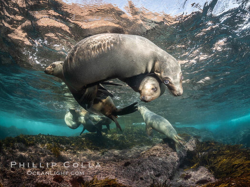 Young California sea lions playing underwater, Coronados Islands, Baja California, Mexico, Zalophus californianus, Coronado Islands (Islas Coronado)