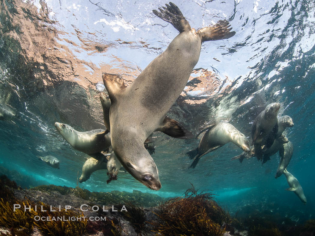 Young California sea lions playing underwater, Coronados Islands, Baja California, Mexico. Coronado Islands (Islas Coronado), Zalophus californianus, natural history stock photograph, photo id 35865