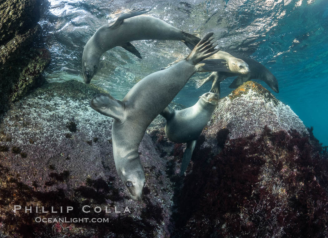 Young California sea lions playing underwater, Coronados Islands, Baja California, Mexico. Coronado Islands (Islas Coronado), Zalophus californianus, natural history stock photograph, photo id 35873