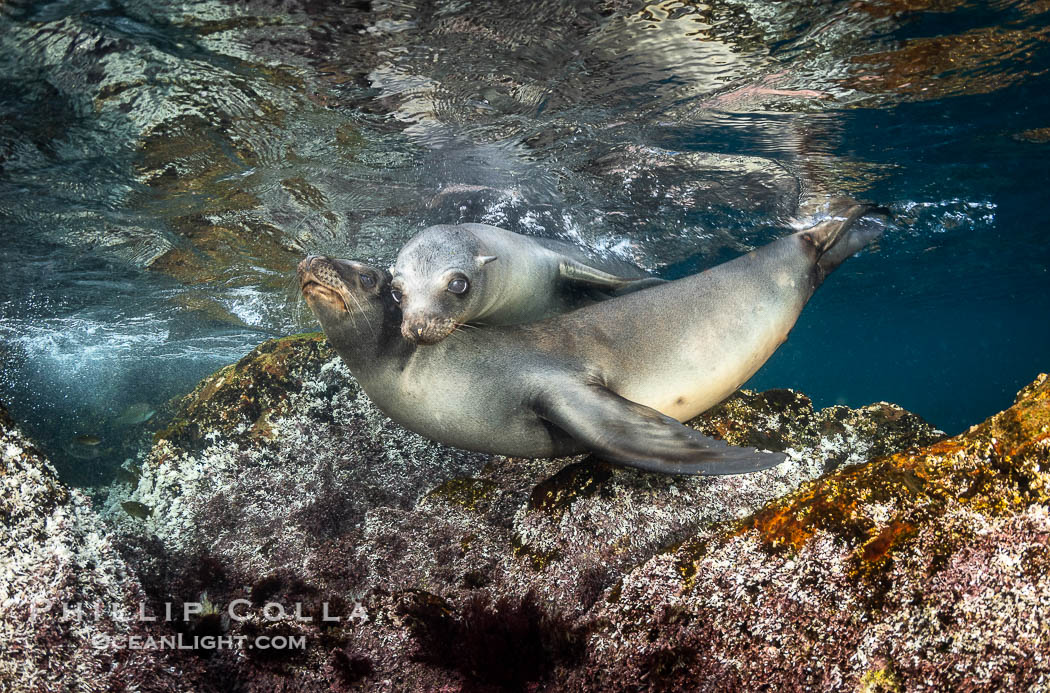 Young California sea lions playing underwater, Coronados Islands, Baja California, Mexico., Zalophus californianus, natural history stock photograph, photo id 35885
