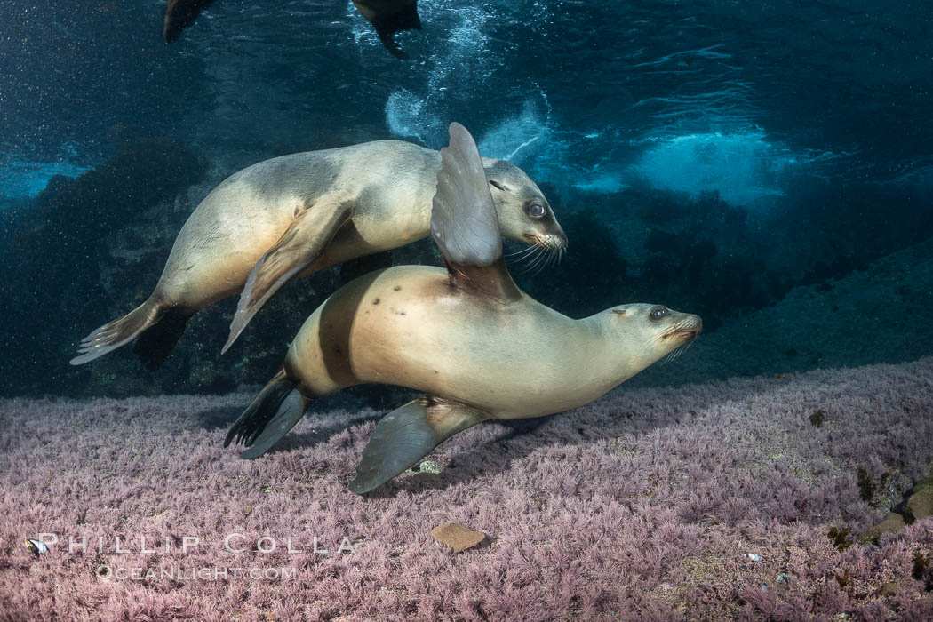 Young California sea lions playing underwater, Coronados Islands, Baja California, Mexico, Zalophus californianus, Coronado Islands (Islas Coronado)