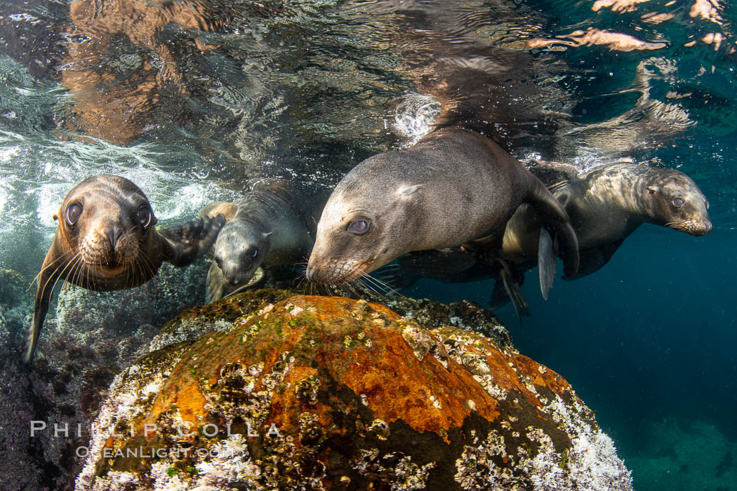 Young California sea lions playing underwater, Coronados Islands, Baja California, Mexico, Zalophus californianus, Coronado Islands (Islas Coronado)