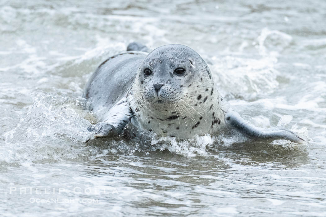 Pacific Harbor Seal Pup in La Jolla About One Week Old. This young seal will be weaned off its mothers milk and care when it is about four to six weeks old, and before that time it must learn how to forage for food on its own, a very difficult time for a young seal. California, USA, Phoca vitulina richardsi, natural history stock photograph, photo id 41020