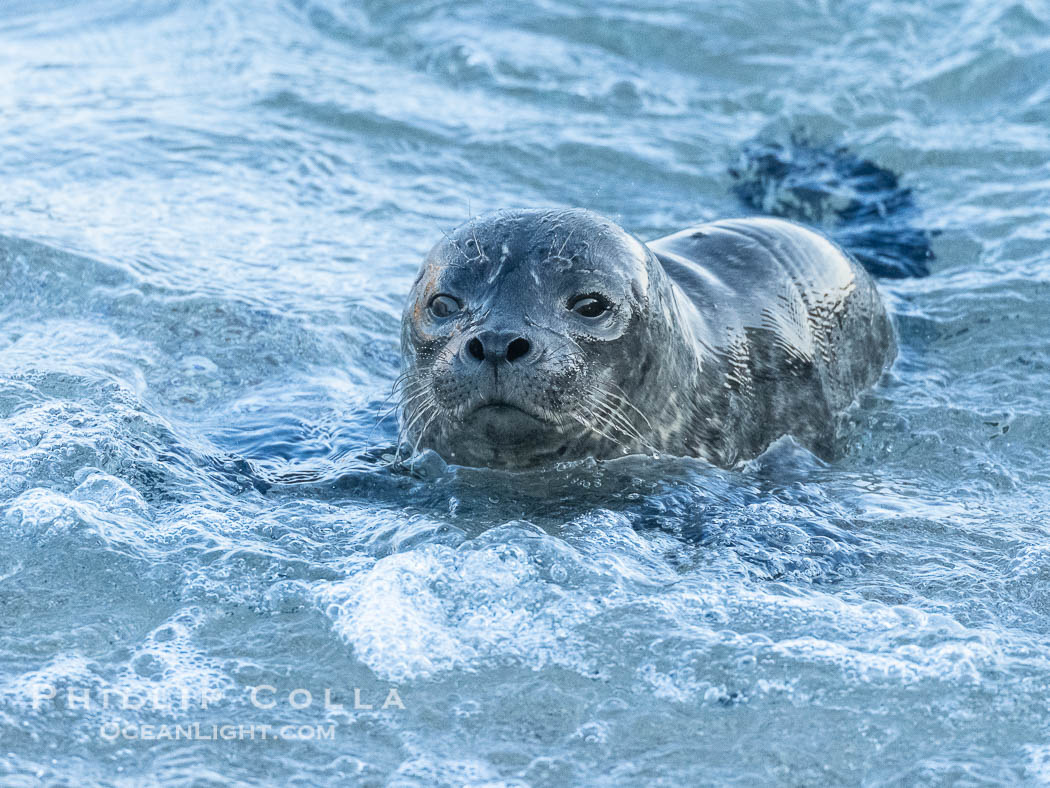 Pacific Harbor Seal Pup in La Jolla About One Week Old. This young seal will be weaned off its mothers milk and care when it is about four to six weeks old, and before that time it must learn how to forage for food on its own, a very difficult time for a young seal. California, USA, Phoca vitulina richardsi, natural history stock photograph, photo id 41003
