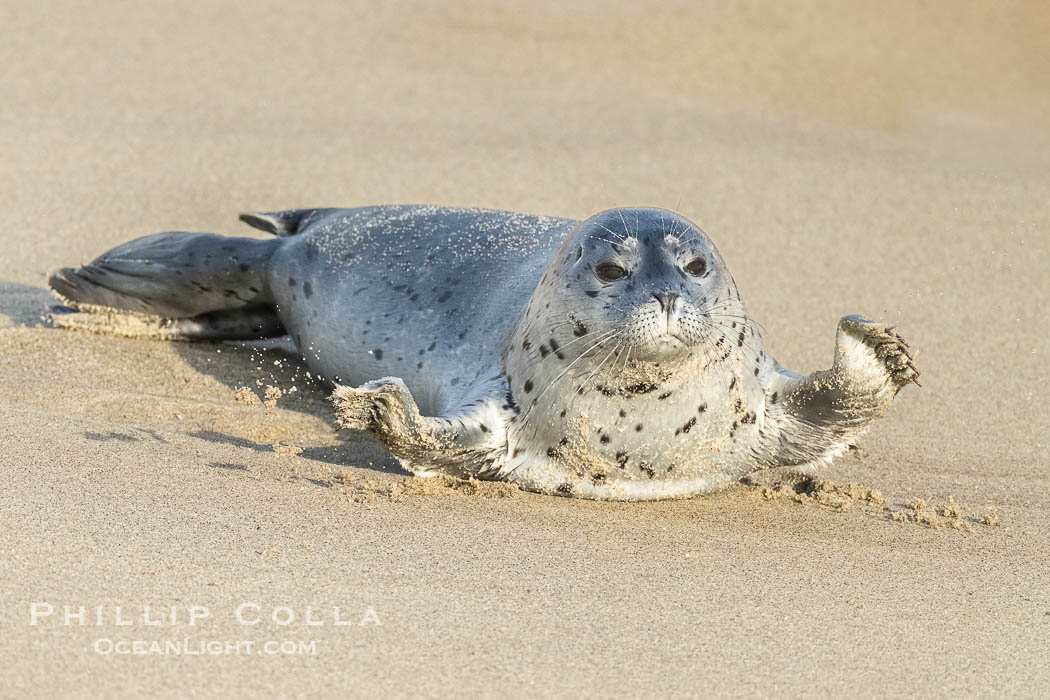 Pacific Harbor Seal Pup in La Jolla About One Week Old. This young seal will be weaned off its mothers milk and care when it is about four to six weeks old, and before that time it must learn how to forage for food on its own, a very difficult time for a young seal. California, USA, Phoca vitulina richardsi, natural history stock photograph, photo id 41019