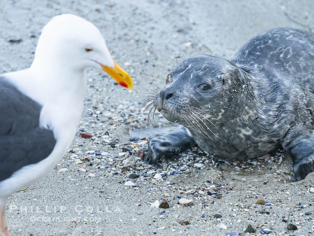 Pacific Harbor Seal Pup in La Jolla About One Week Old. This young seal will be weaned off its mothers milk and care when it is about four to six weeks old, and before that time it must learn how to forage for food on its own, a very difficult time for a young seal., Phoca vitulina richardsi, natural history stock photograph, photo id 41005