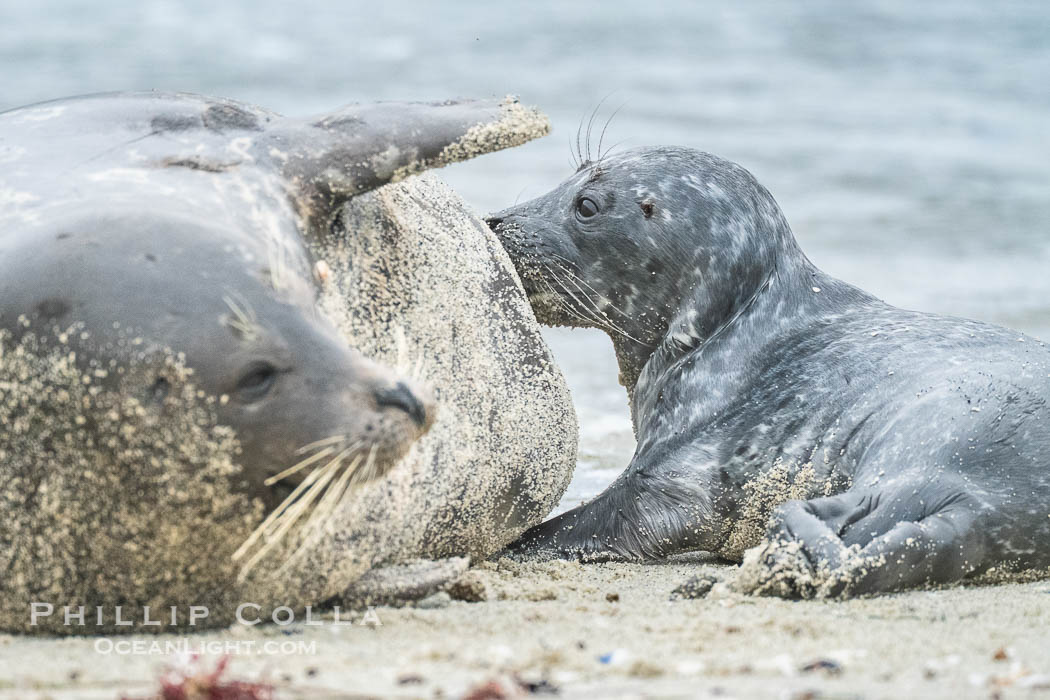 Pacific Harbor Seal Pup About One Week Old Nursing. This young seal will be weaned off its mothers milk and care when it is about four to six weeks old, and before that time it must learn how to forage for food on its own, a very difficult time for a young seal. La Jolla, California, USA, Phoca vitulina richardsi, natural history stock photograph, photo id 41010