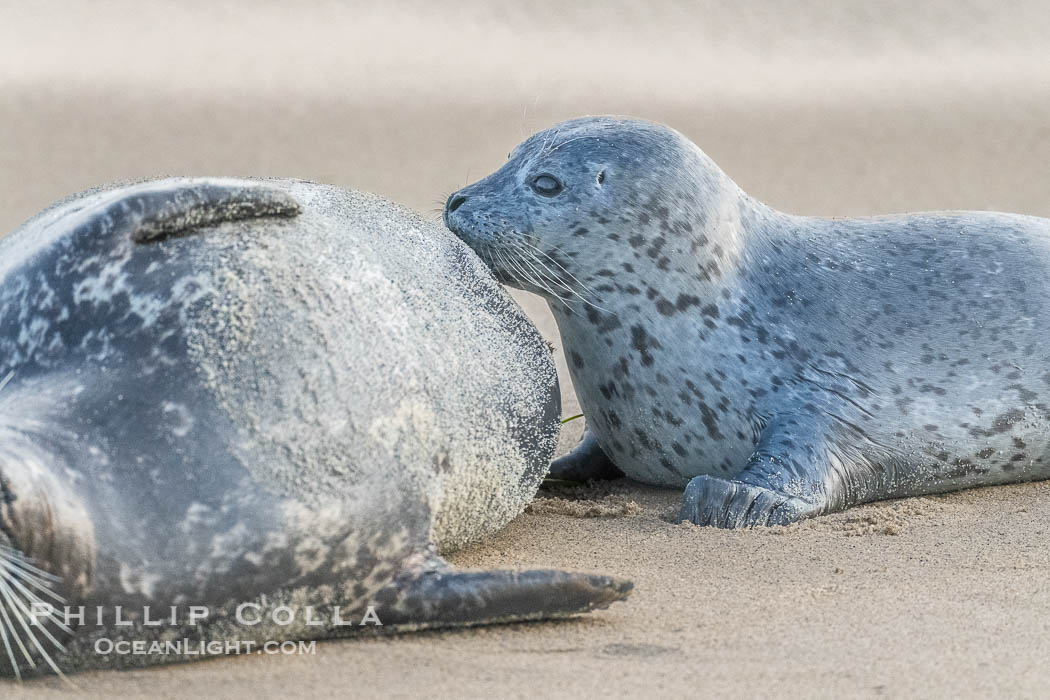 Pacific Harbor Seal Pup About One Week Old Nursing. This young seal will be weaned off its mothers milk and care when it is about four to six weeks old, and before that time it must learn how to forage for food on its own, a very difficult time for a young seal. La Jolla, California, USA, Phoca vitulina richardsi, natural history stock photograph, photo id 41018
