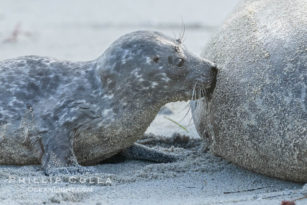 Pacific Harbor Seal Pup About One Week Old Nursing. This young seal will be weaned off its mothers milk and care when it is about four to six weeks old, and before that time it must learn how to forage for food on its own, a very difficult time for a young seal. La Jolla, California, USA, Phoca vitulina richardsi, natural history stock photograph, photo id 41011