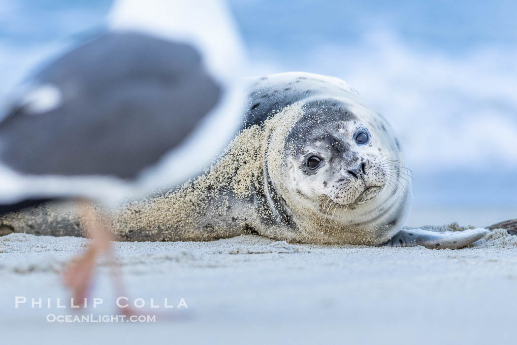 Young Harbor Seal Pup Watches Approaching Sea Gull. La Jolla, California, USA, Phoca vitulina richardsi, natural history stock photograph, photo id 39088