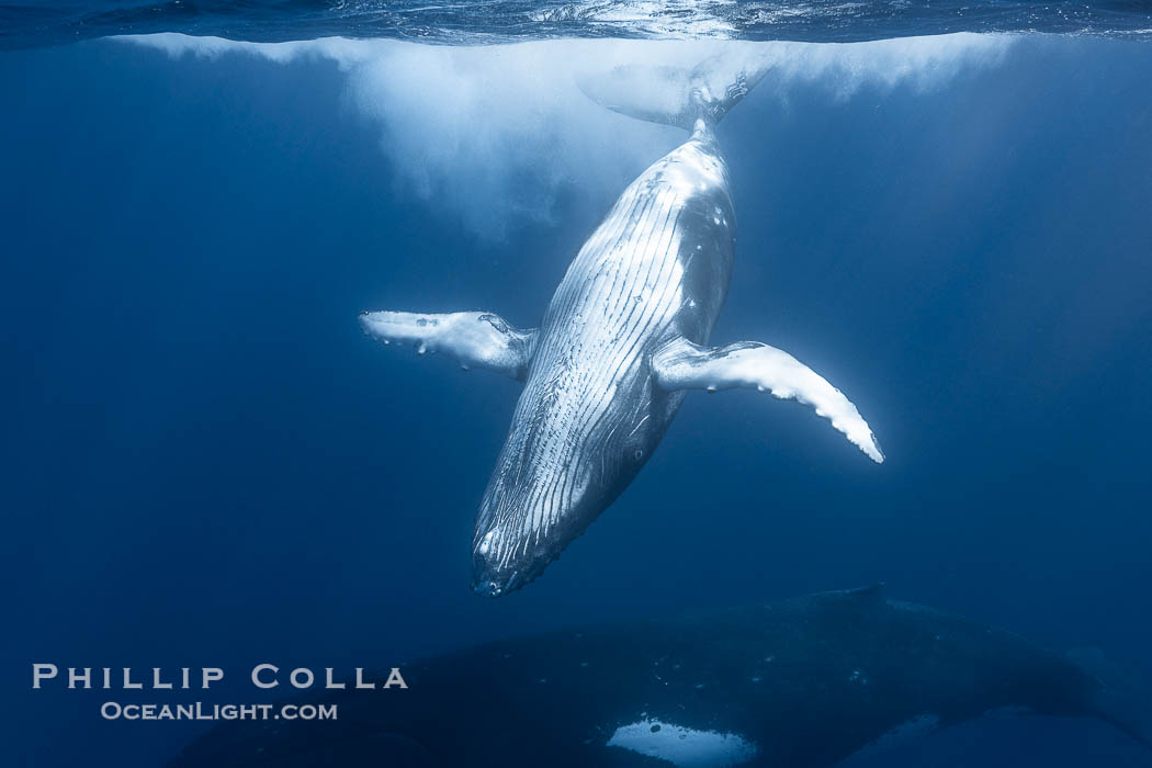 Young humpback whale underwater near Tahiti., Megaptera novaeangliae, natural history stock photograph, photo id 41388