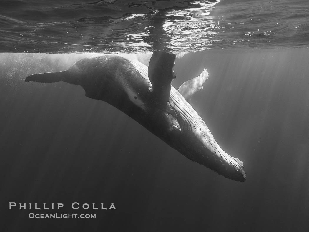 Young humpback whale underwater near Tahiti., Megaptera novaeangliae, natural history stock photograph, photo id 41387