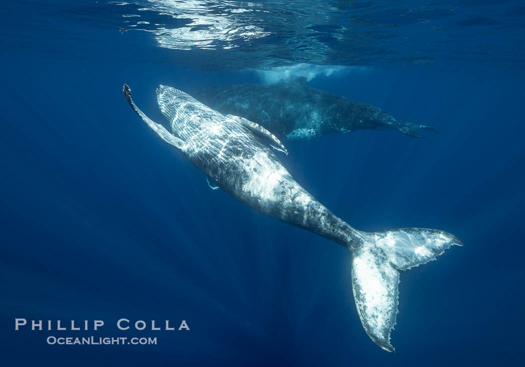 Young humpback whale underwater near Tahiti., Megaptera novaeangliae, natural history stock photograph, photo id 41389
