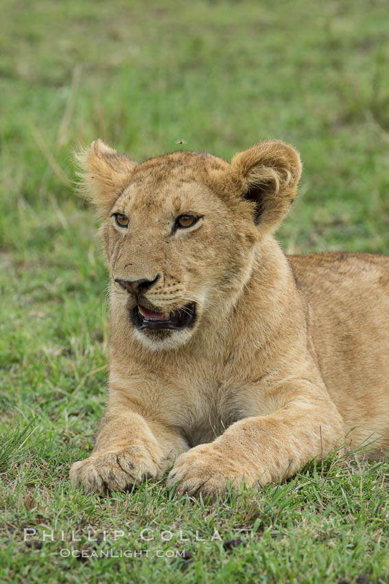 Young lion, Maasai Mara National Reserve, Kenya., Panthera leo, natural history stock photograph, photo id 29854