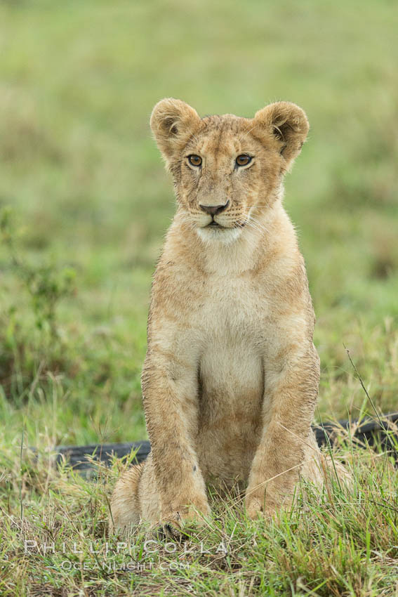 Young lion, Maasai Mara National Reserve, Kenya., Panthera leo, natural history stock photograph, photo id 29868
