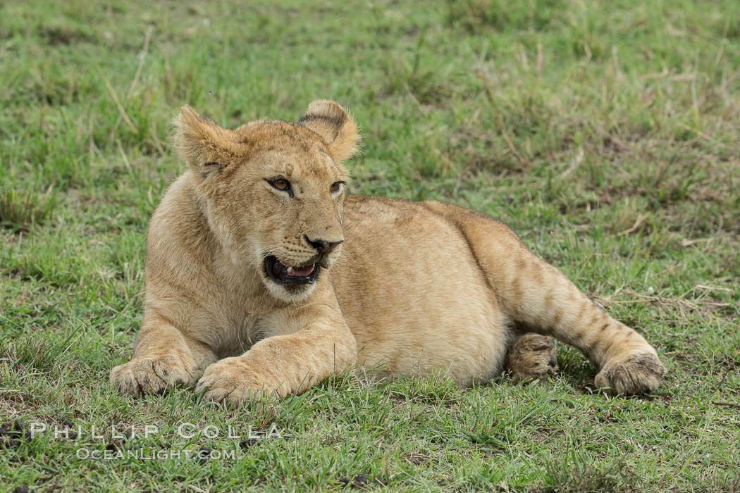 Young lion, Maasai Mara National Reserve, Kenya., Panthera leo, natural history stock photograph, photo id 29853